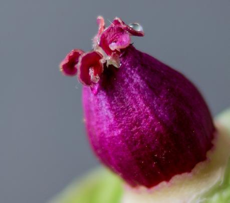 Blog + Fotografie by it's me! | fim.works | Bunt ist die Welt | Blumen | Makro nackter Stempel einer rosa-fliederfarbenen Bauernpfingstrose