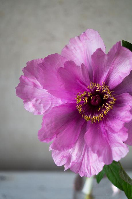 Blog + Fotografie by it's me! | fim.works | Bunt ist die Welt | Blumen | aufgeblühte rosa-fliederfarbene Bauernpfingstrose