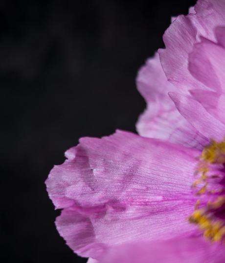 Blog + Fotografie by it's me! | fim.works | Bunt ist die Welt | Blumen | Makro Blütenblätter einer rosa-fliederfarbenen Bauernpfingstrose