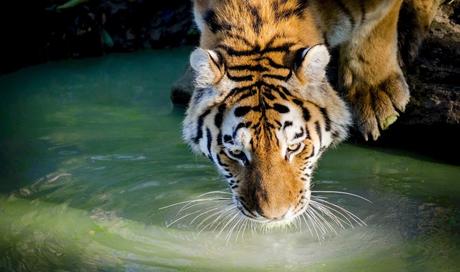 Indien, Bangladesh – Tiger und Menschen der Sundarbans bedroht