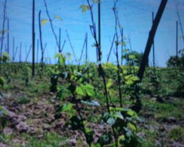 Glückspilz-Momente (3): #Heimatliebe Hopfenland