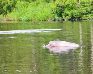 Ein rosafarbener Amazonasdelfin (Foto: Allen Sheffield, Wikimedia Commons)