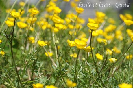 Cam Underfoot #22: Butterblumen