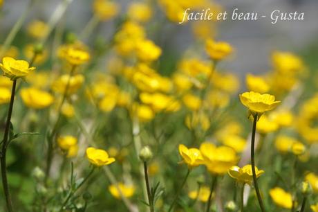 Cam Underfoot #22: Butterblumen