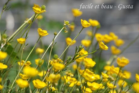 Cam Underfoot #22: Butterblumen