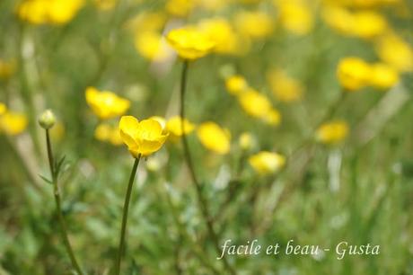 Cam Underfoot #22: Butterblumen