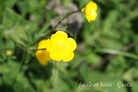 Cam Underfoot #22: Butterblumen