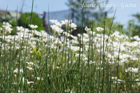Cam Underfoot #22: Butterblumen