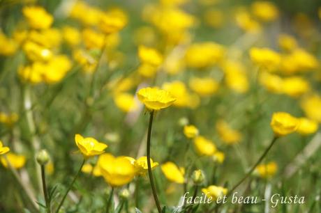 Cam Underfoot #22: Butterblumen
