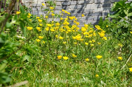 Cam Underfoot #22: Butterblumen