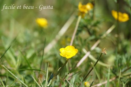 Cam Underfoot #22: Butterblumen