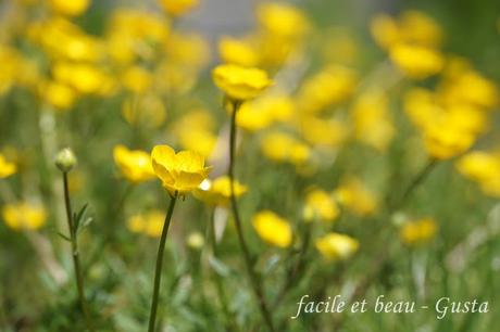 Cam Underfoot #22: Butterblumen