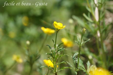 Cam Underfoot #22: Butterblumen