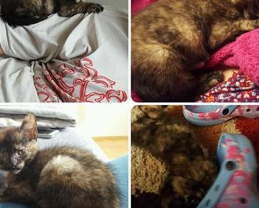 Dm und Rossmann Haul Mai 2016