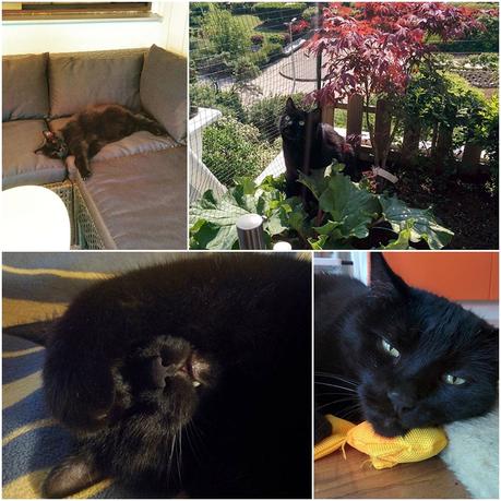 Was war los bei MissXoxolat – Mai 2016