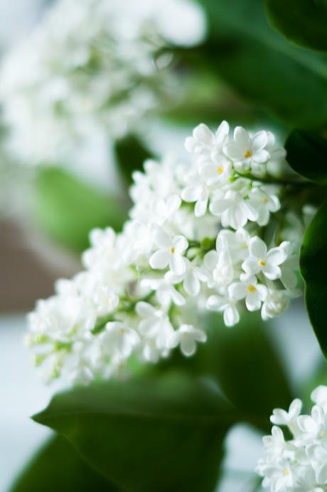 Blog + Fotografie by it's me! | fim.works | weiße Fliederblüten, Blätter