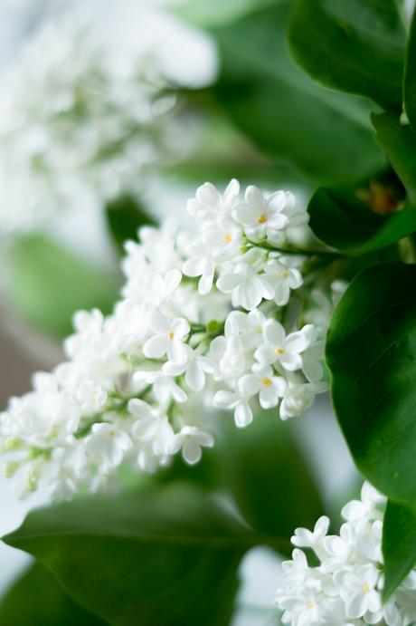 Blog + Fotografie by it's me! | fim.works | weiße Fliederblüten
