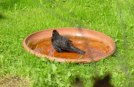 Wichtig im Sommer: Wasserstellen und Trinkstationen für Tiere aufstellen