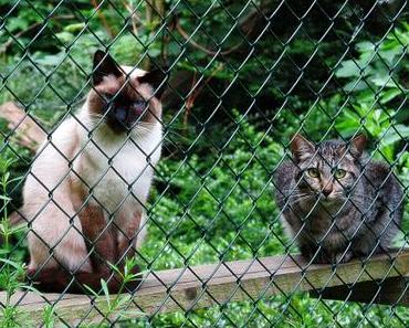 vegane Lachsbrötchen.. geht das überhaupt?