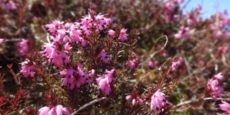 unser Mehrfach-Frühling unser Mehrfach-Frühling