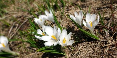 unser Mehrfach-Frühling