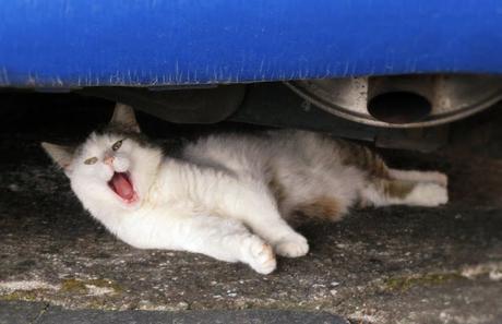 Unsere müde Katze Jaimee macht mit bei 12 von 12 im Juni