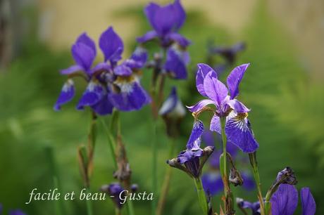 Blumen im Garten Blumen im Garten