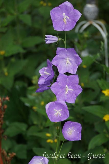 Blumen im Garten Blumen im Garten
