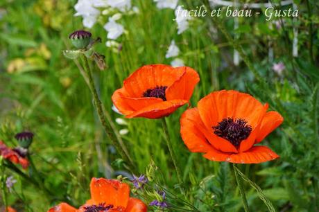 Blumen im Garten Blumen im Garten