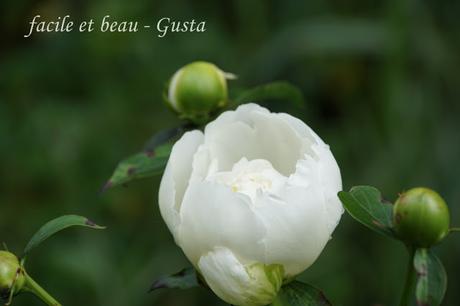 Blumen im Garten Blumen im Garten
