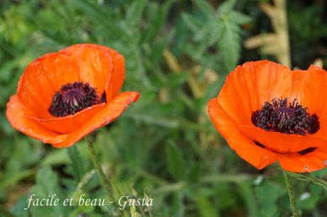 Blumen im Garten Blumen im Garten