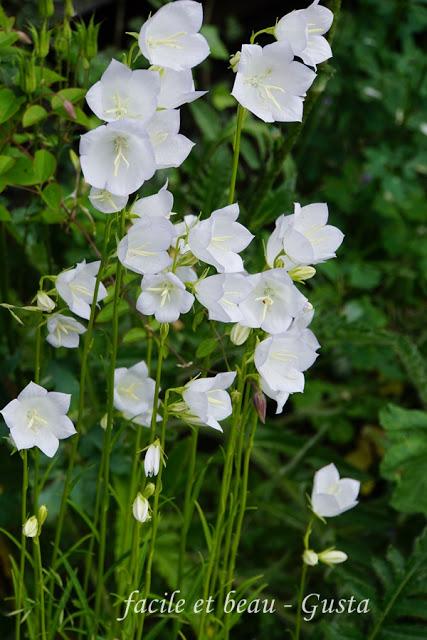 Blumen im Garten Blumen im Garten