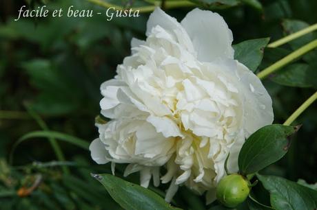 Blumen im Garten Blumen im Garten