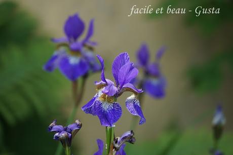 Blumen im Garten Blumen im Garten