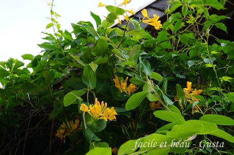 Blumen im Garten Blumen im Garten