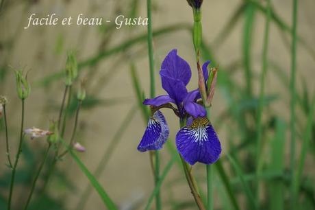 Blumen im Garten Blumen im Garten