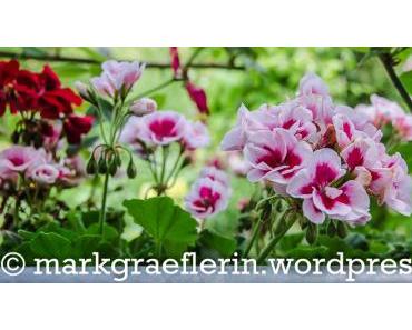 Aus meinem Garten – Ein Juni mit viel Regen