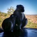 Wohnen am Wasserloch – Victoria Falls Safari Lodge
