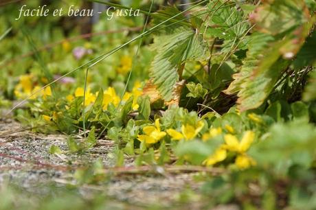 CU #25: gelbe Bodendecker