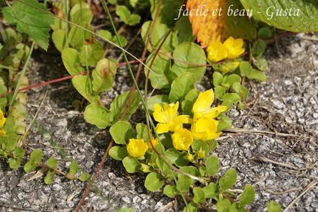 CU #25: gelbe Bodendecker