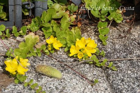 CU #25: gelbe Bodendecker