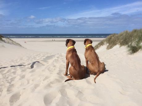 Texel - Dayo und Suri am Strand 2