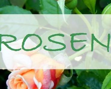 Rosenzeit