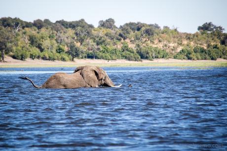 Die schwimmenden Elefanten von Chobe River