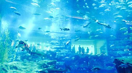 Dubai-MIt-Kind-Aquarium