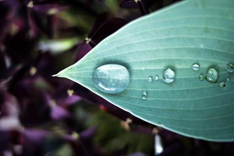 Blog + Fotografie by it's me! | fim.works | Sommerregen im Garten | Regentropfen auf einer Funkie