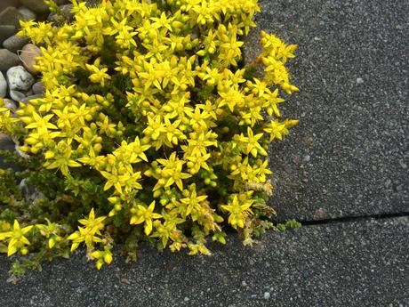 Foto: Litophyten auf dem Dach