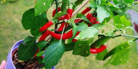 Frau G. hat einen roten Daumen