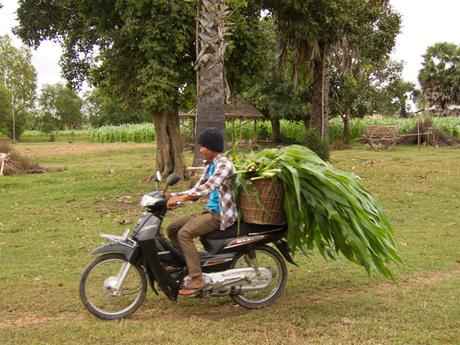 Fahrradtour-in-Kambodscha_Ernte-auf-Motorroller_SOMEWHERE_ELSE