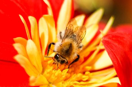 Kuriose Feiertage - 10. Juli - Tritt-nicht-auf-eine-Biene-Tag – der Don't Step on a Bee Day in den USA (c) 2016 Sven Giese-1
